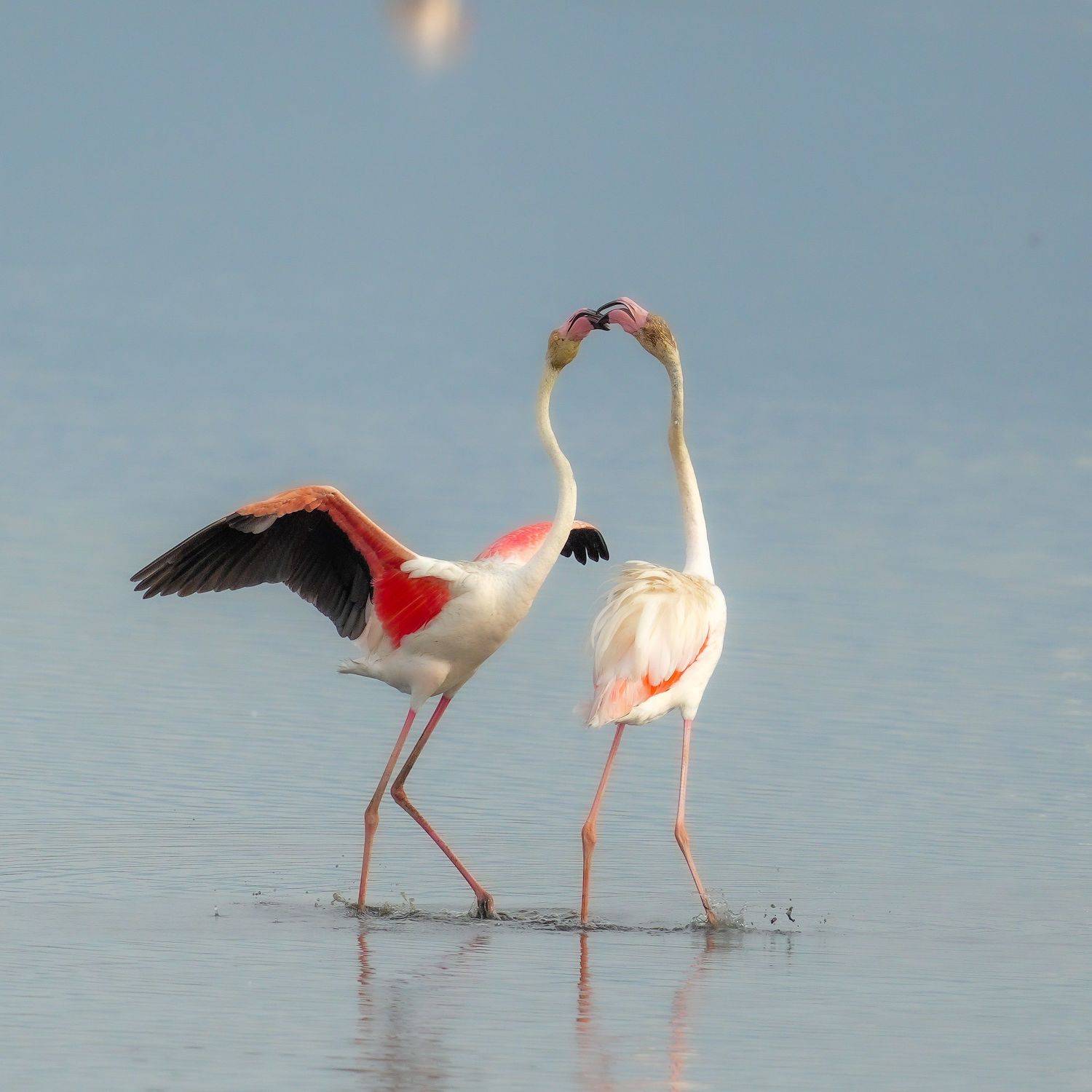 flamingo, Jian Ma