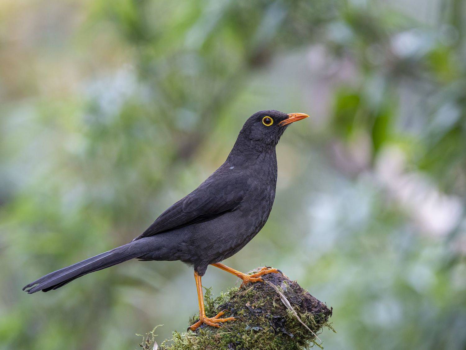 , Burgalin Sequeira Fernando