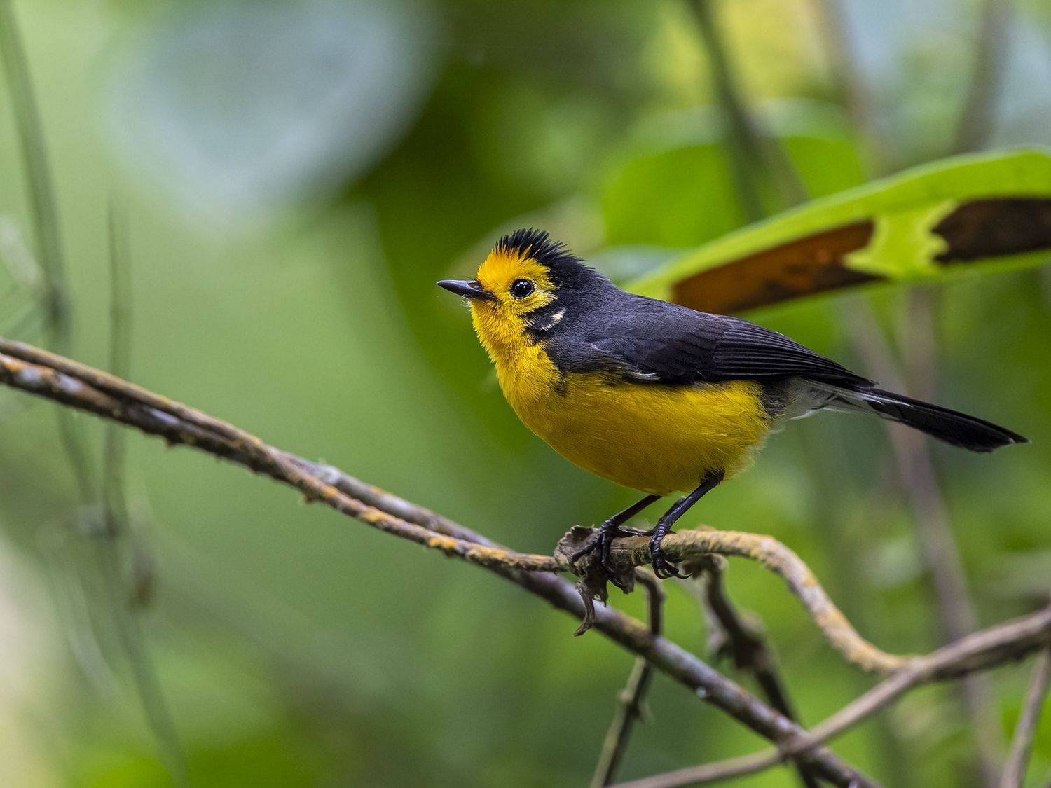 , Burgalin Sequeira Fernando