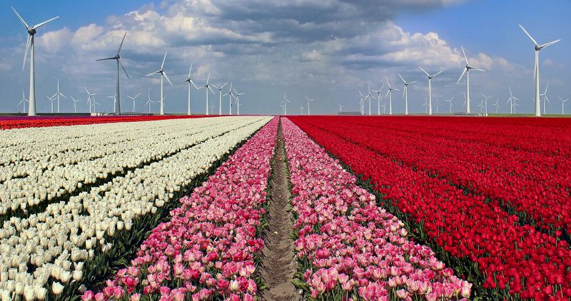 Тюльпанная перспектива фото превью