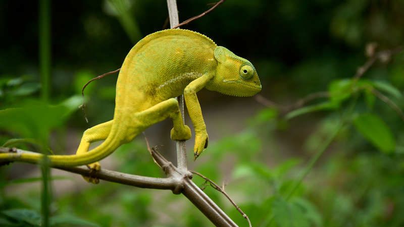 Хамелеон (ЮАР) фото превью