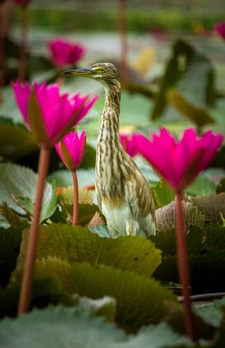 Indian Pond Heron
