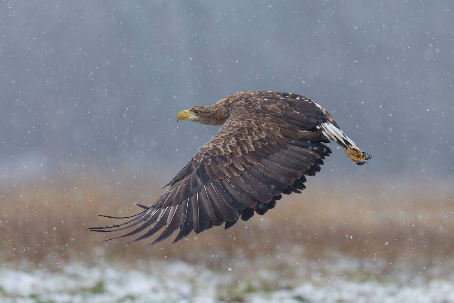 , Фруман Евгений