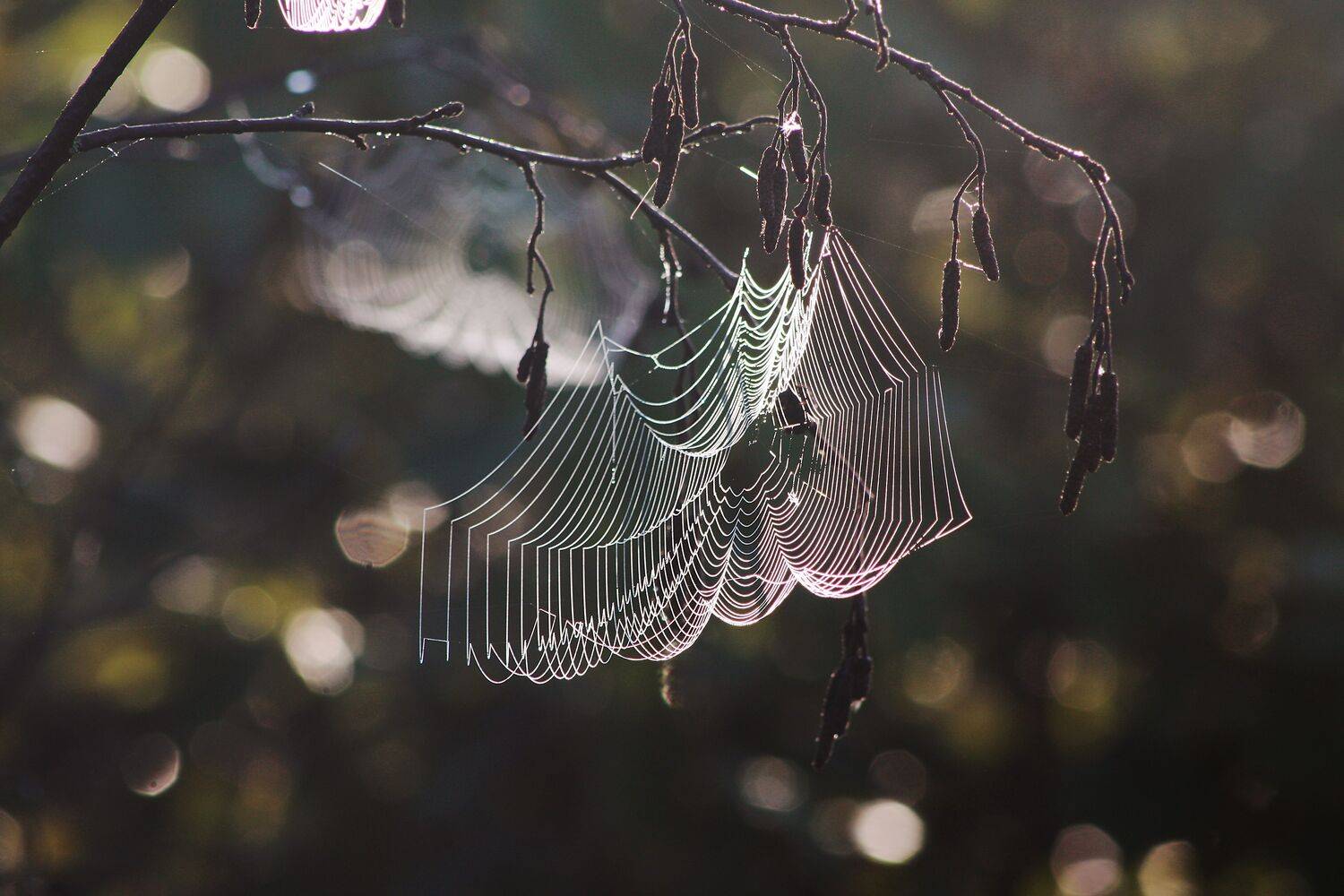 паутинка , лето, утро, Александр Свистков