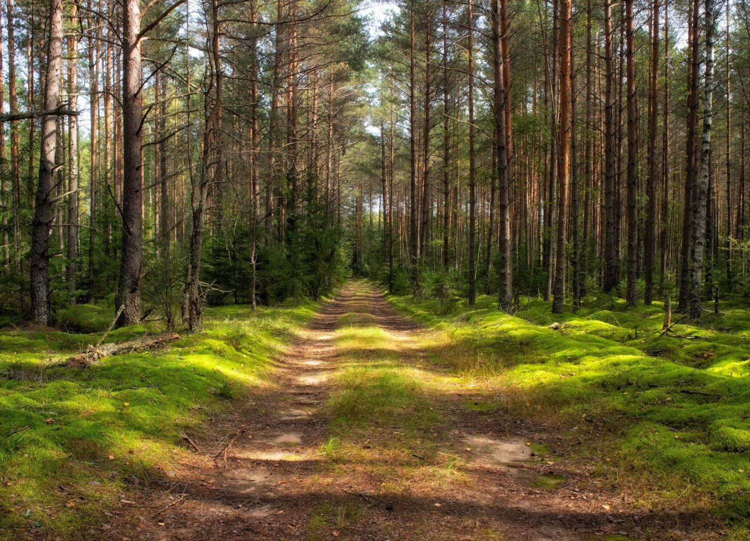 лето, лес, дорога,, Сергей Шабуневич