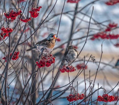 Дрозд-рябинник