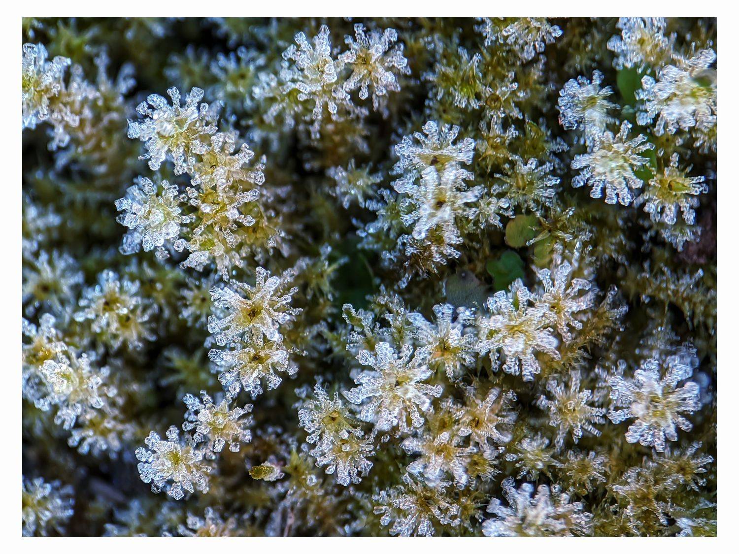 #xiaomi, , #mobilephotography, #macro, #plants, #moss, #nature, #snow, #winter, #frozt, Rati Qvaraia