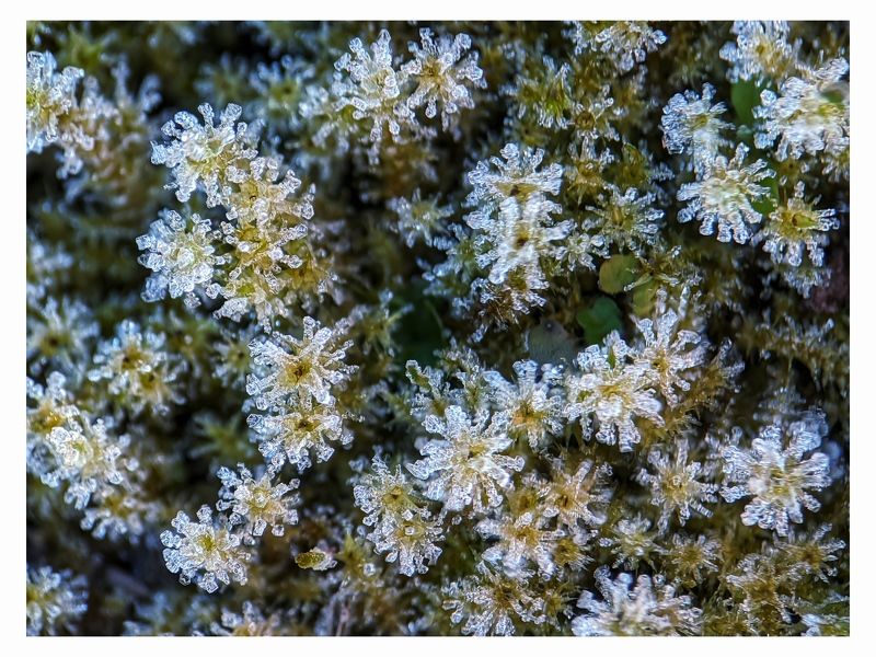 #xiaomi, , #mobilephotography, #macro, #plants, #moss, #nature, #snow, #winter, #frozt Moss фото превью