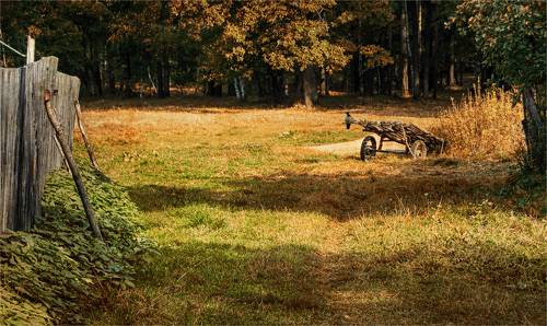 У леса на опушке