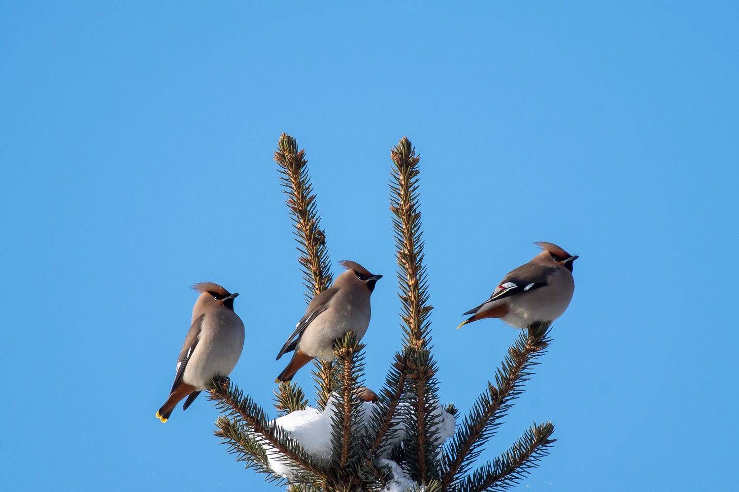 Bombycilla garrulus, Bohemian waxwing, volgograd, russia, wildlife, , Сторчилов Павел