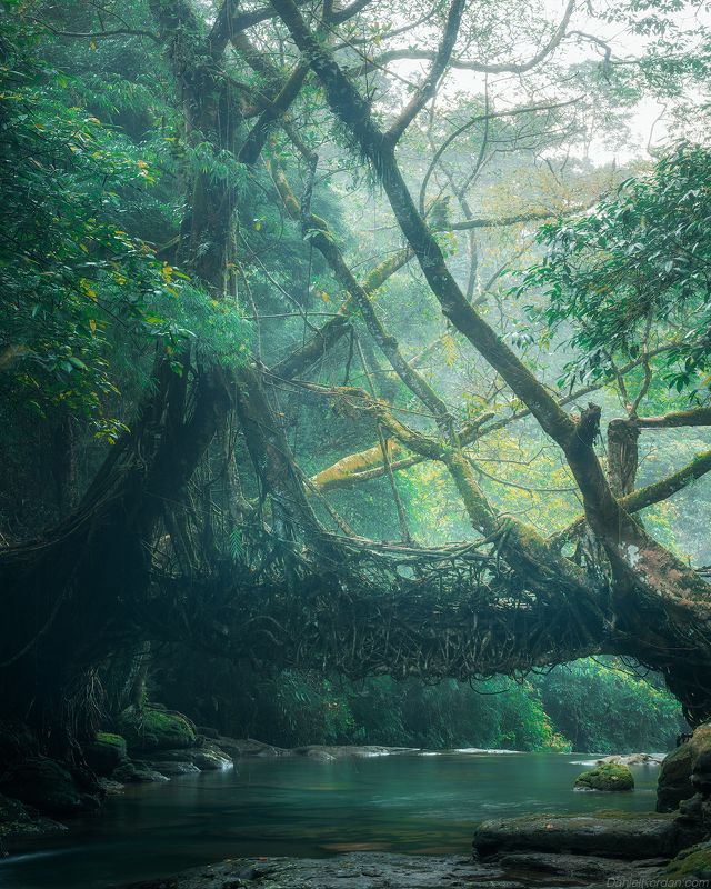Living root  bridges of Meghalaya