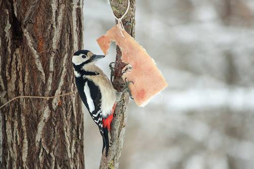 Большой пестрый салоед.