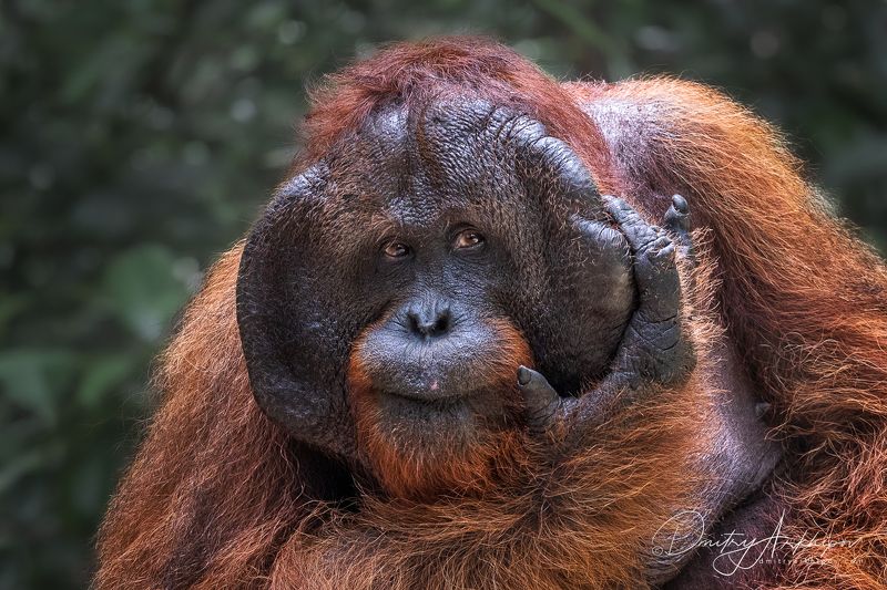 Орангутанги и носачи с острова Калимантан фото превью
