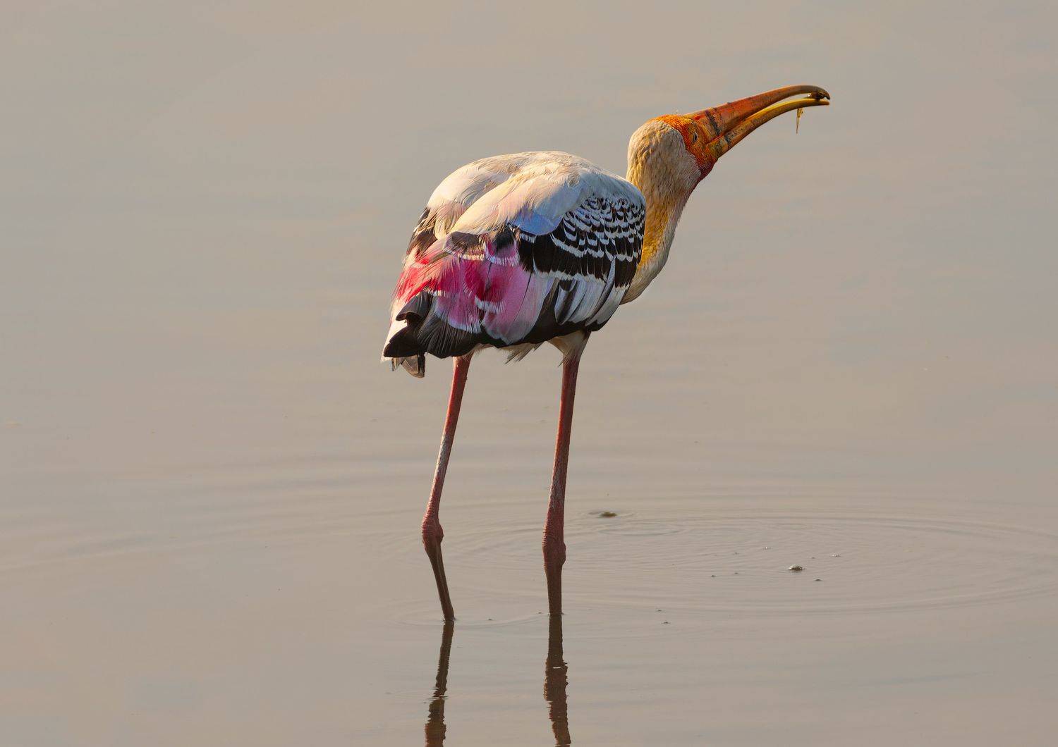 bird,birds,nikon,wild,water,shadows,lake,pond,flowers,swan,colors,nikon,beauty,nature,animals,eyes,egret,songbird,jungle,white,wings,fly, G N RAJA
