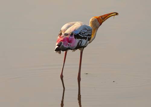 Painted Stork