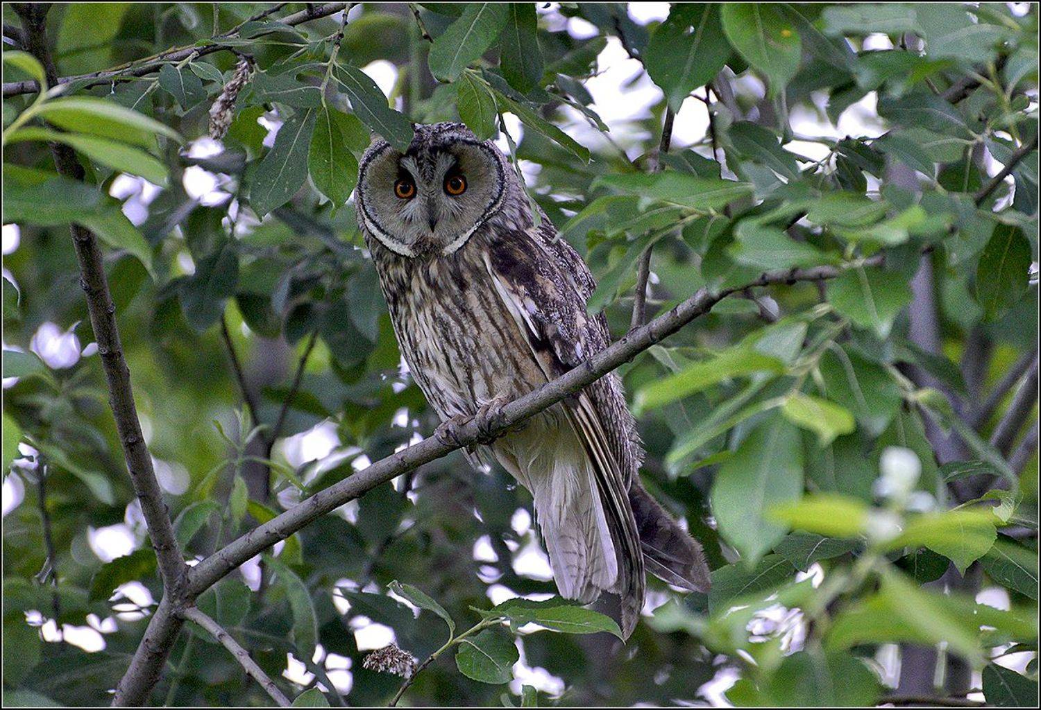 москва, парк, ушастая сова, АНАТОЛИЙ ДОВЫДЕНКО