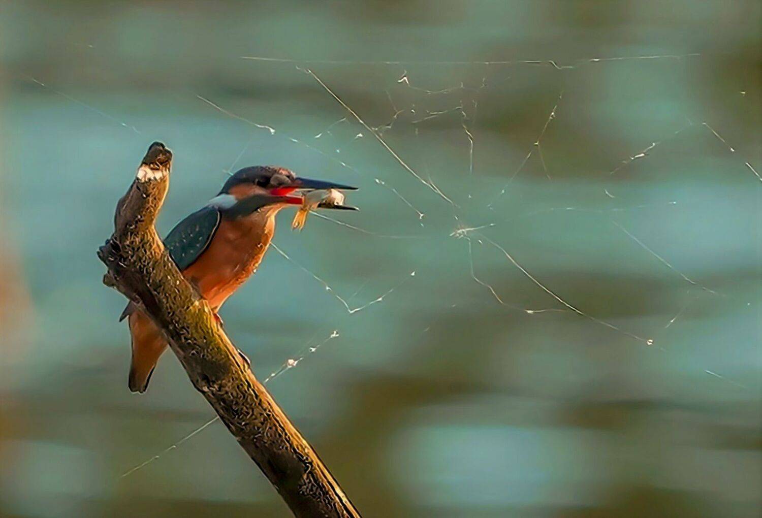 , Красимир Георгиев