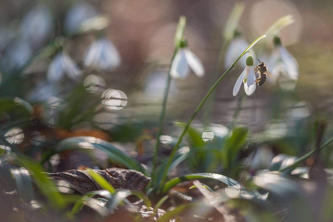 , Илья Михеев