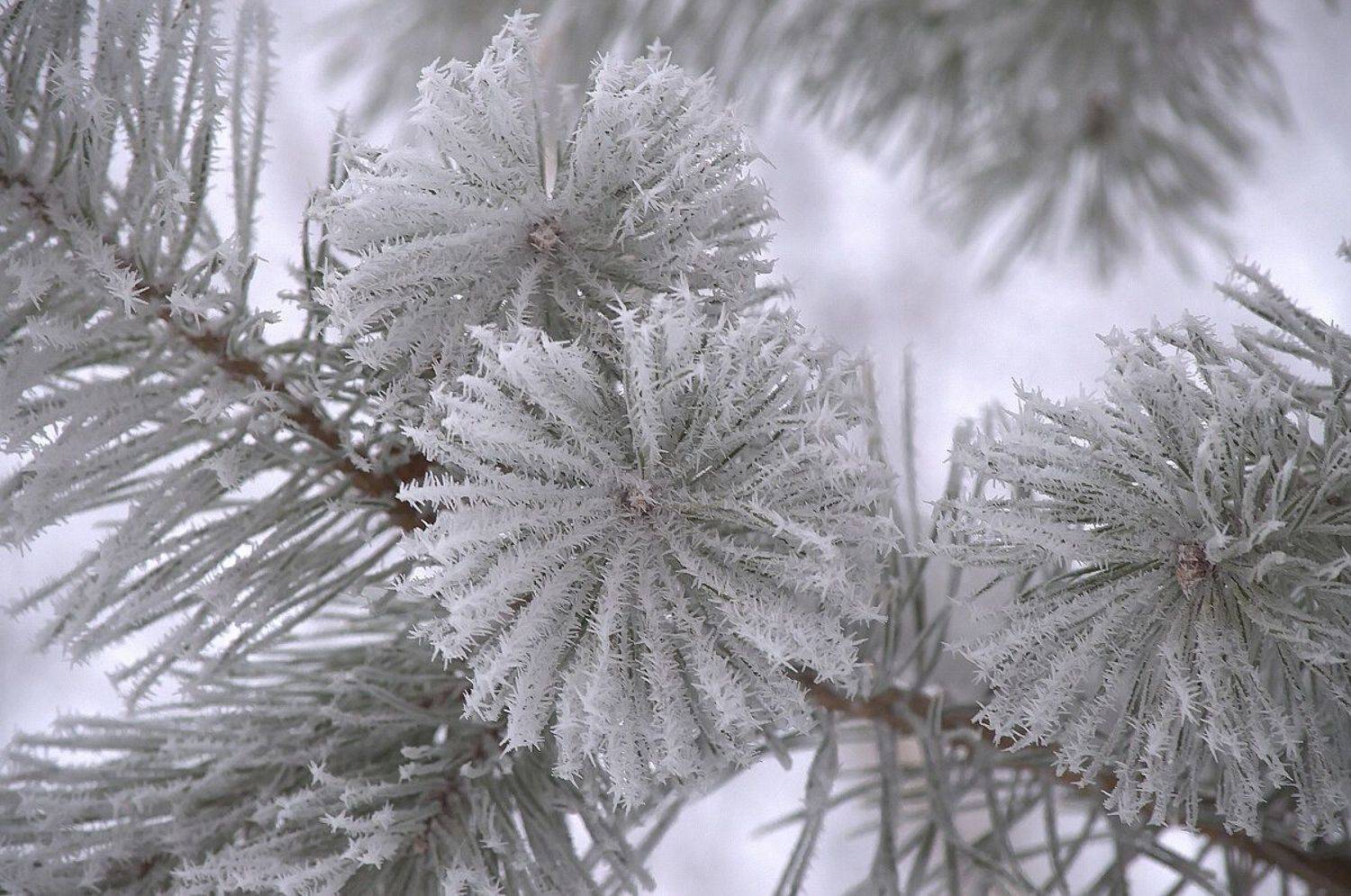 , Сергей Клапишевский