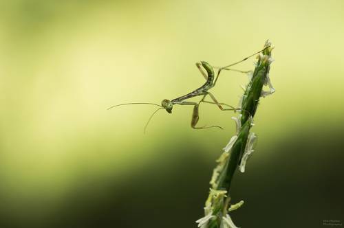 Приключения богомла