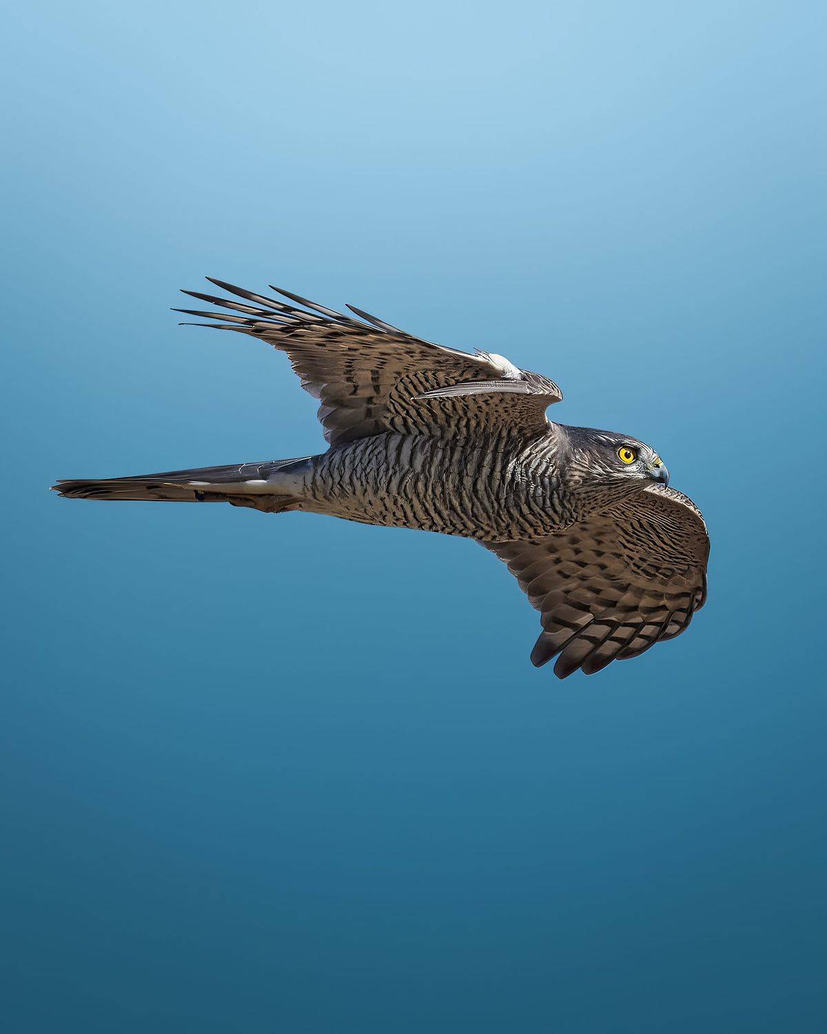 , Поляков Михаил