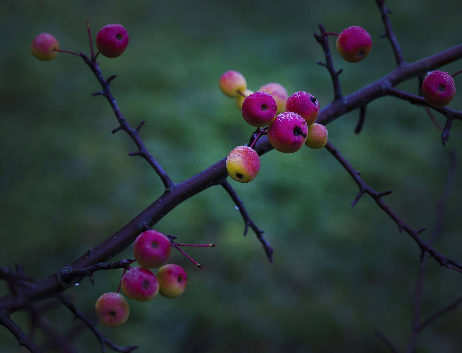 яблоки, ветка, Наталия Колтакова