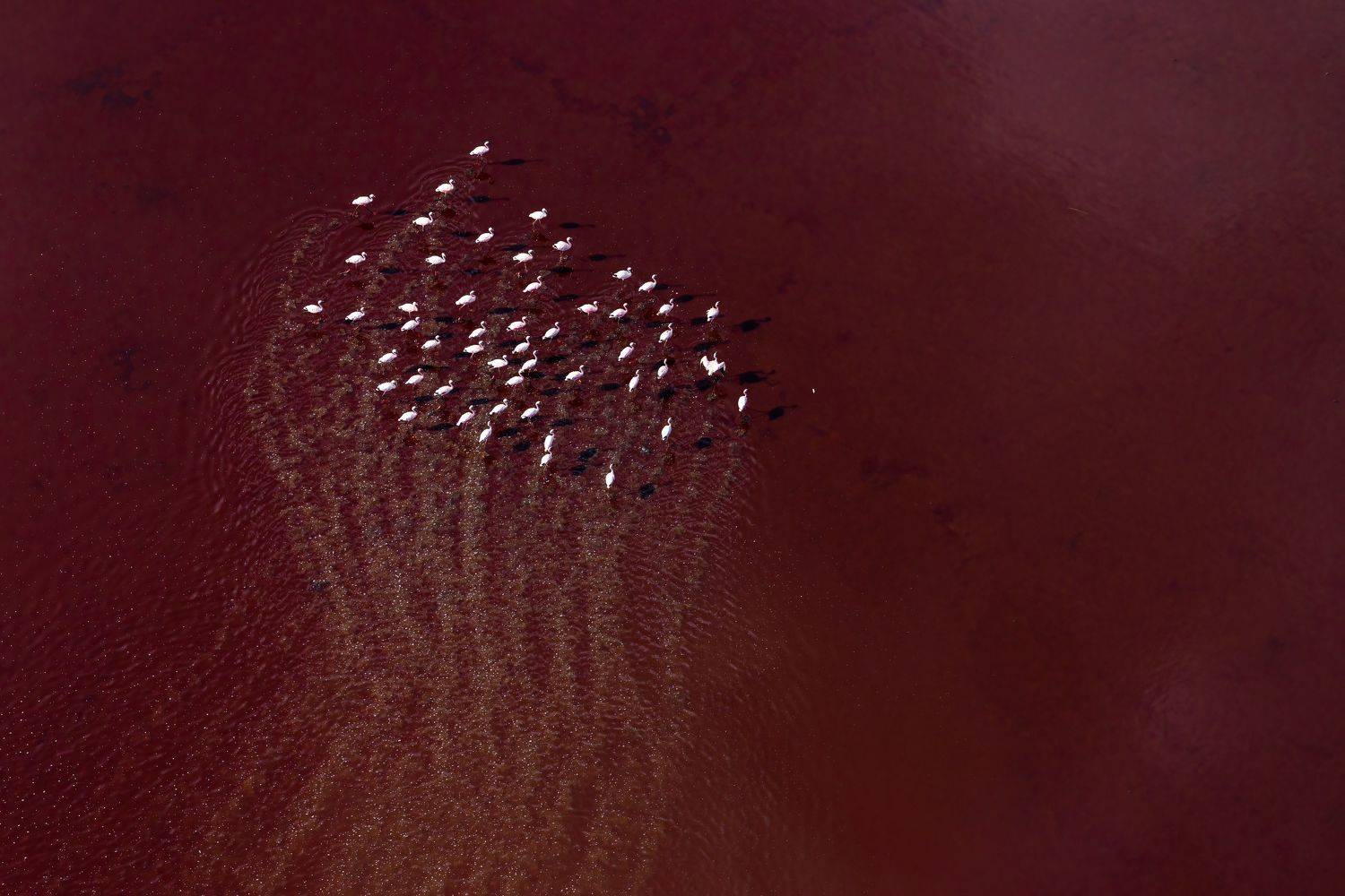 Flamingos, Lake Magadi, Kenya, Aerial, , Subi Sridharan