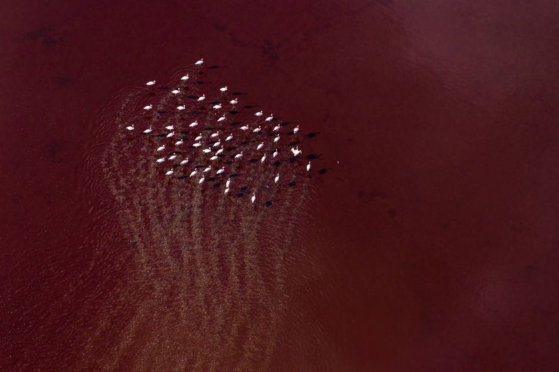 Flamingos, Lake Magadi, Kenya, Aerial,  Traces фото превью