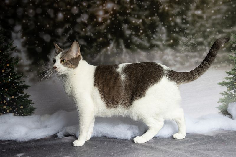 кошка,  сats, домашнии любимцы, котенок, kitten, новый год, праздник, Сэйдж фото превью