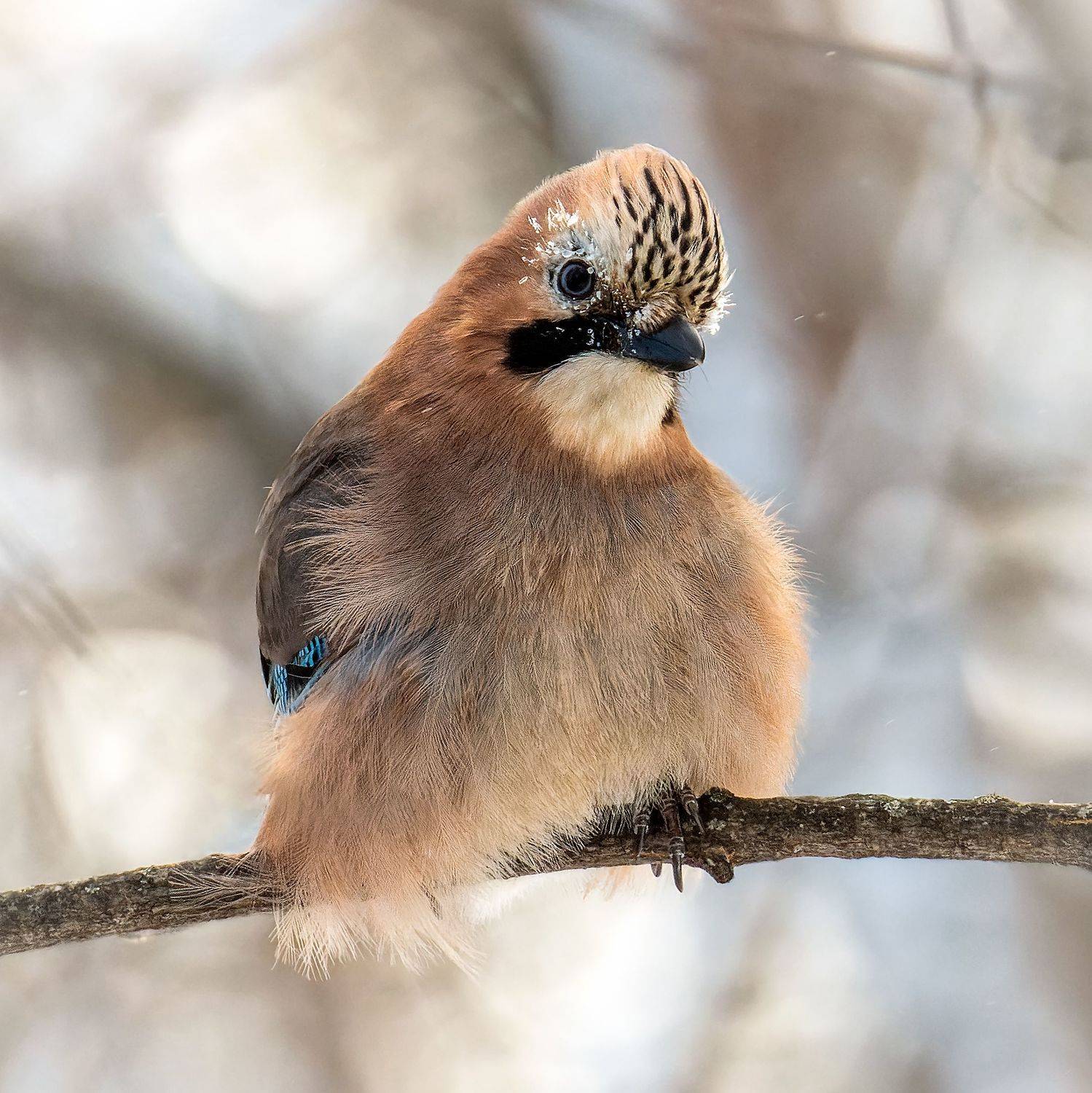 сойка, птицы, пернатые, Глебов Сергей