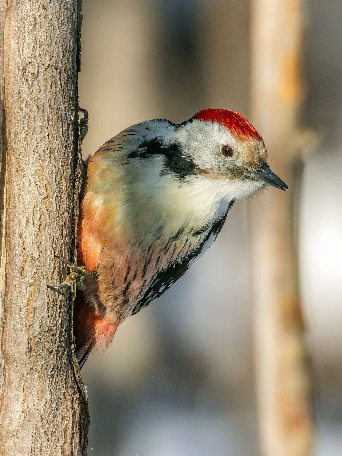 дятел, птицы, пернатые, Глебов Сергей