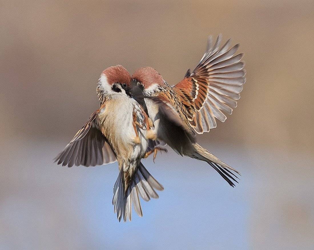 Воробьи, Наталья