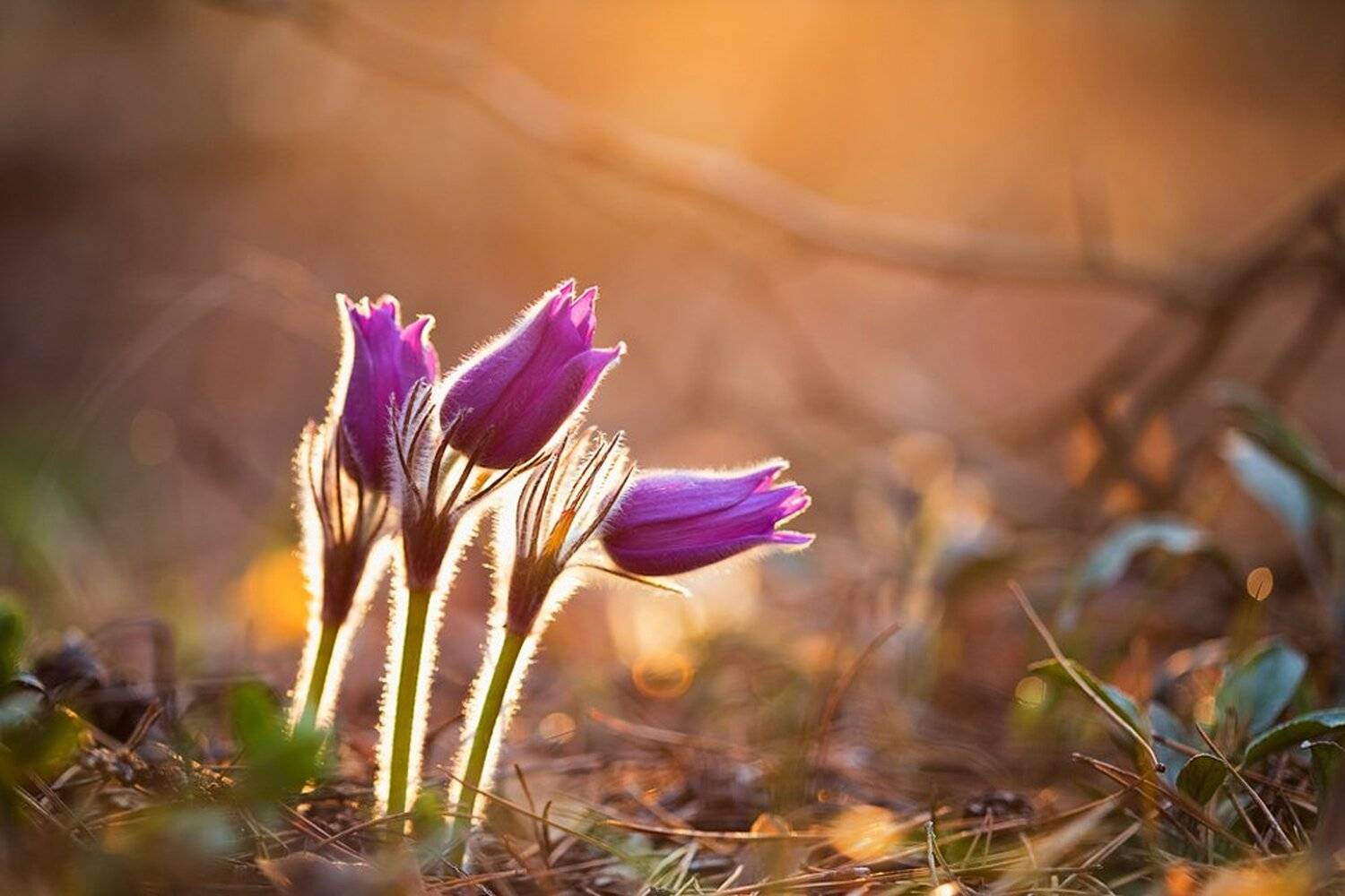 , Юрий Сорокин