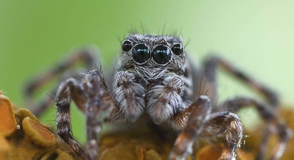 , Сергей Таланов