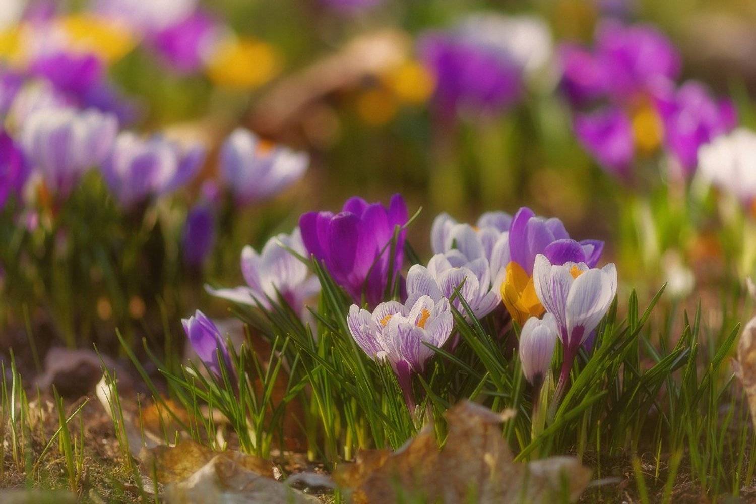 Весна, Цветы, Таня SHE (Aiya)