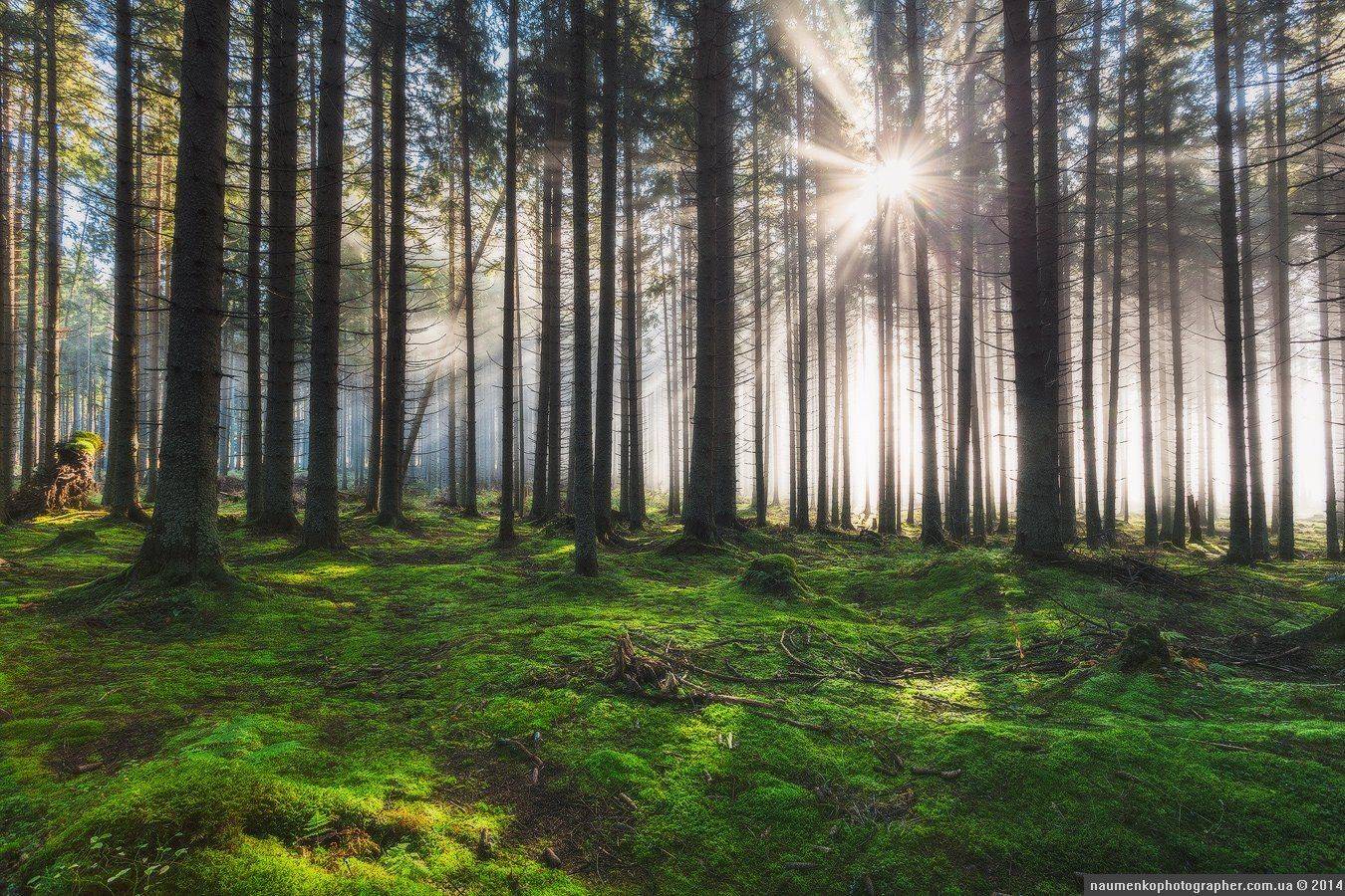 , Александр Науменко