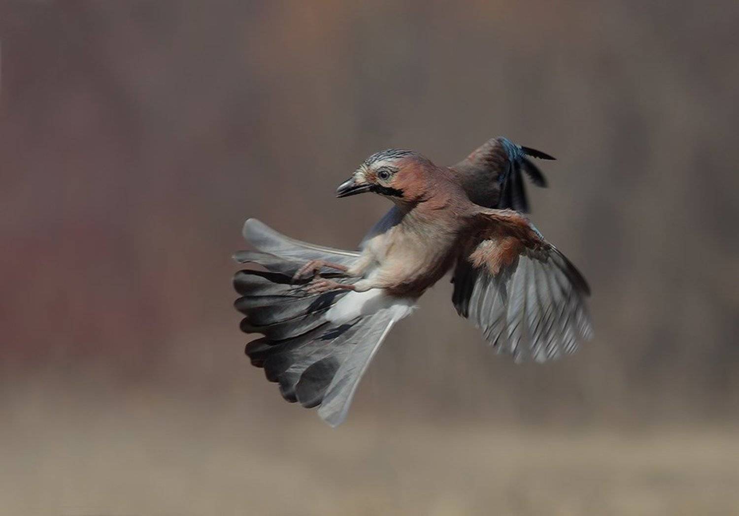 , Стефан Дянков