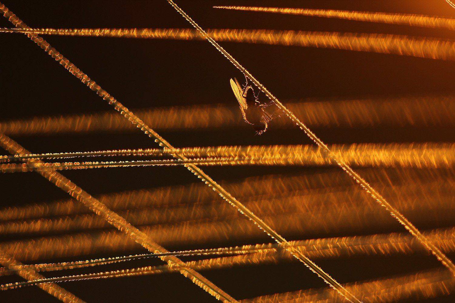 , Иваненко Светлана