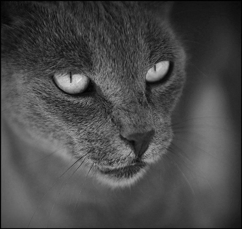 cat, animal, animals, portrait,  Hallo Kitty фото превью