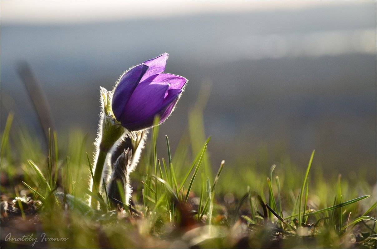 первоцвет, сон-трава, весна, Анатолий Иванов