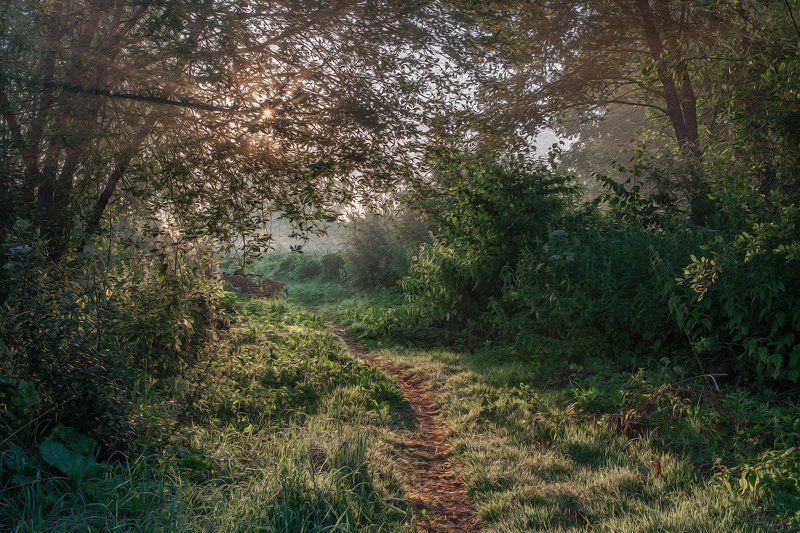 Тригорское. Псковская область. Тёплое утро фото превью