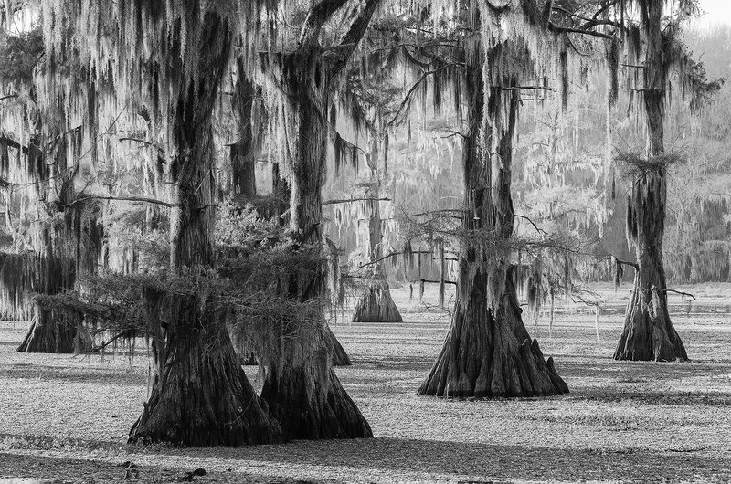 caddo, lake, texas, usa Caddo Lake in mono фото превью