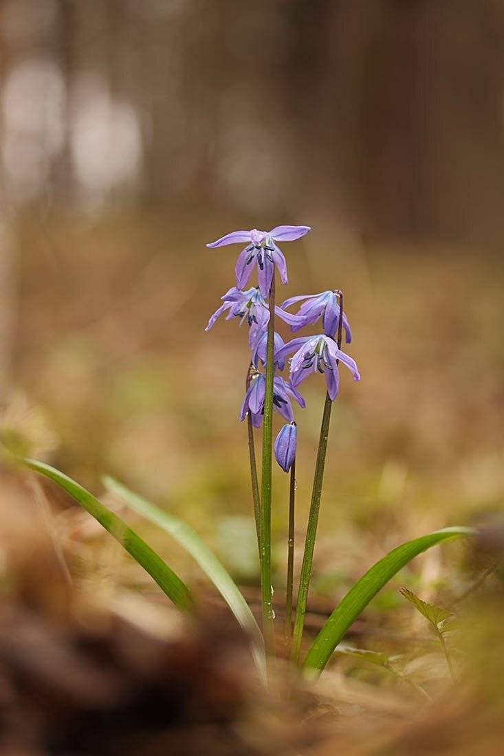 Пролеска сибирская, весна, цветы, первоцветы, Роман Рысь