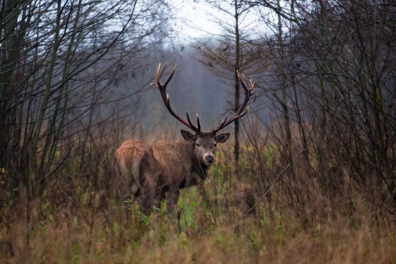 благородный, олень Благородный фото превью