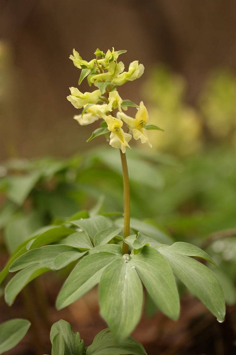 Хохлатка Маршалла, Роман Рысь