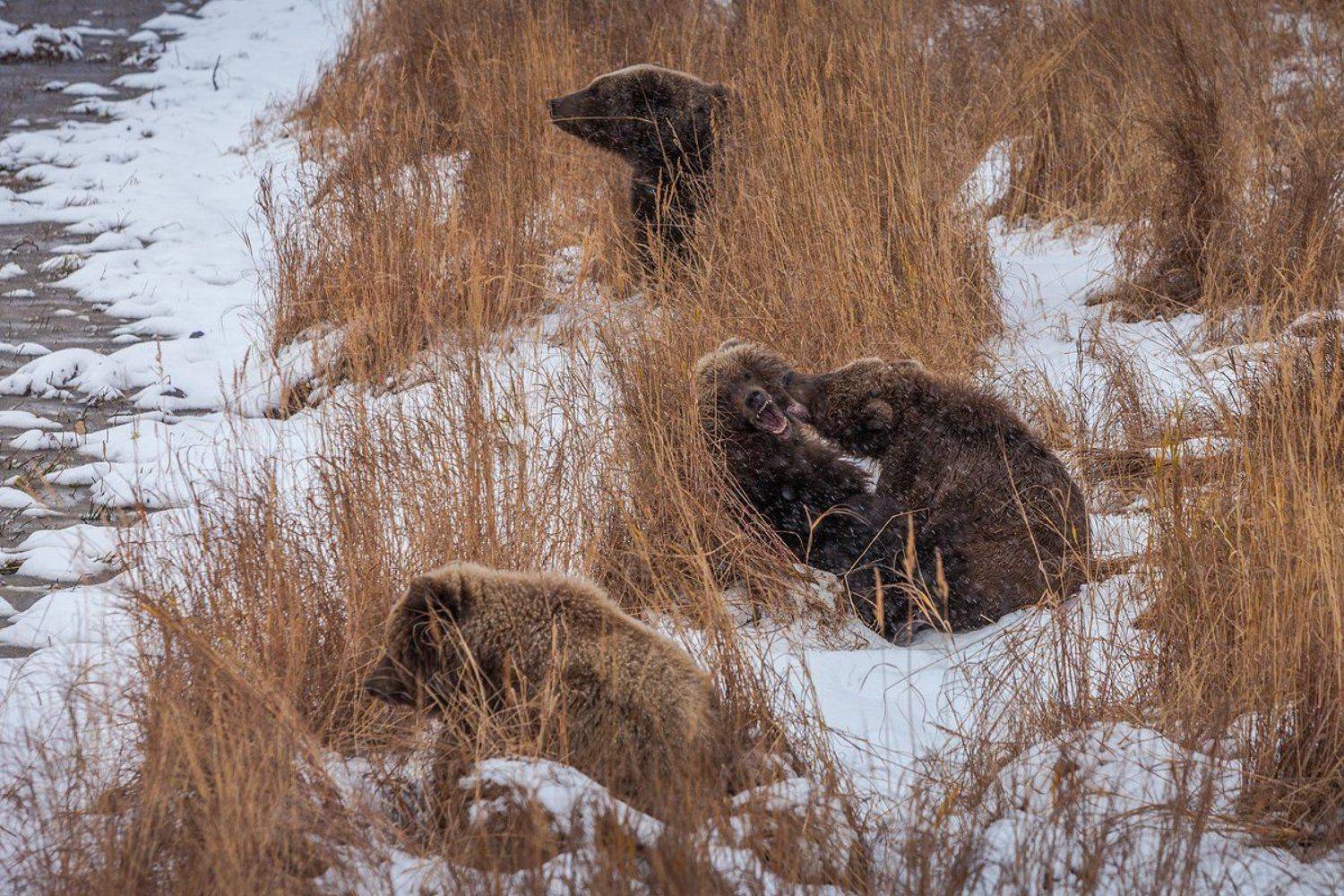 Nature, Камчатка, Курьльское озеро, Снег, Сергей Краснощёков