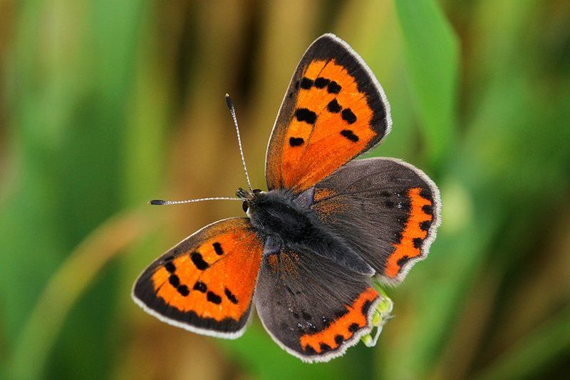 Lycaena phlaeas фото превью