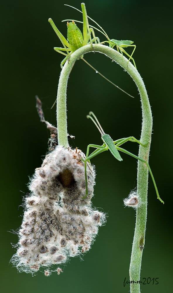 , Игорь ФУММ