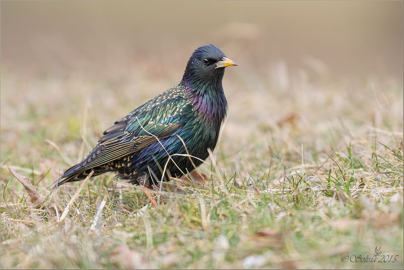 птицы, природа, весна, март, 2015, скворец, common starling, Sturnus vulgaris Кусочек радуги фото превью