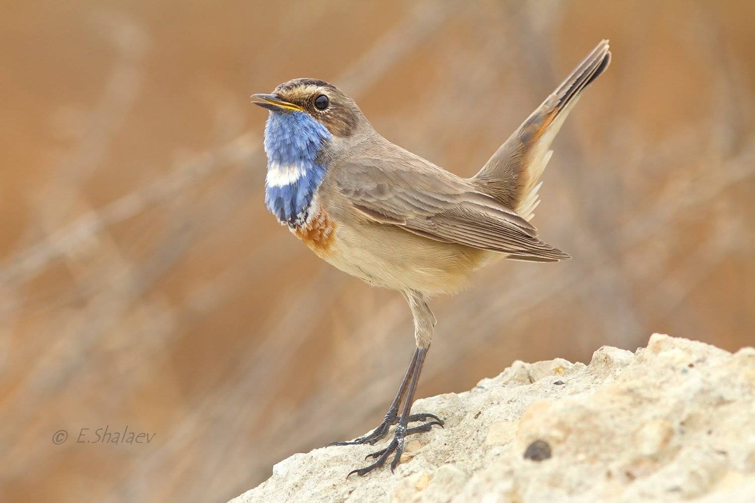 Birds, Bluethroat, Luscinia svecica, Варакушка, Птица, Птицы, Фотоохота, Евгений